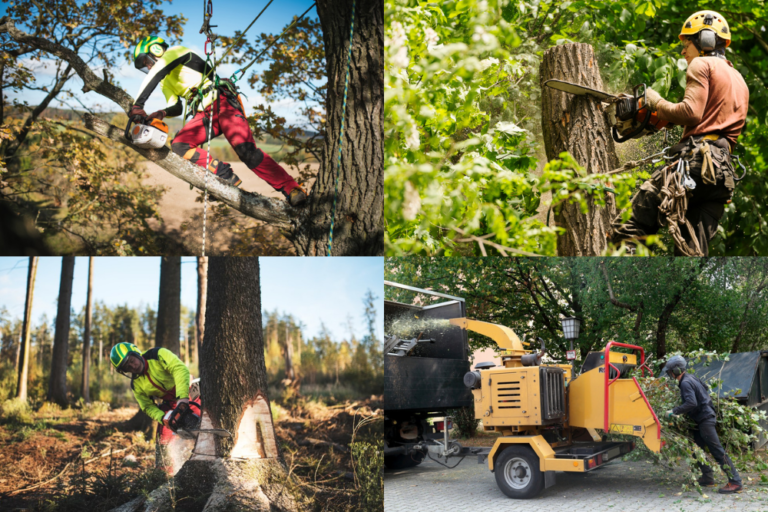 our tree surgeons a little about top notch tree surgeons