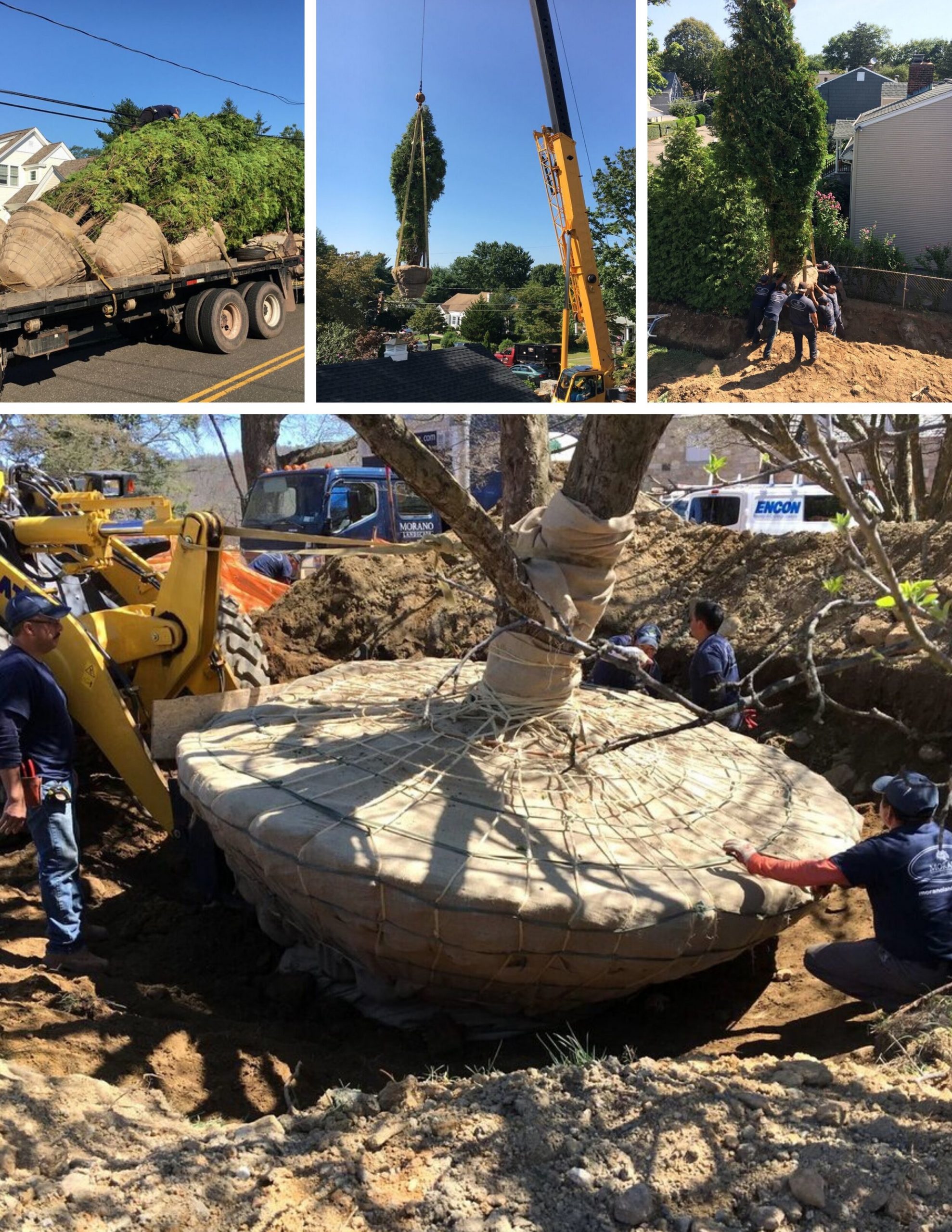 tree relocation tree relocation company in somerset